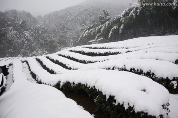 雪景