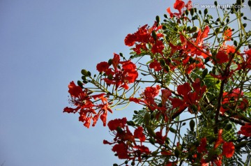 皮皮岛上的花