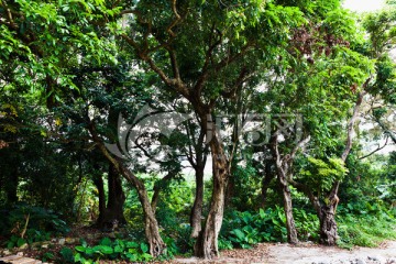 深圳坝光村古树林