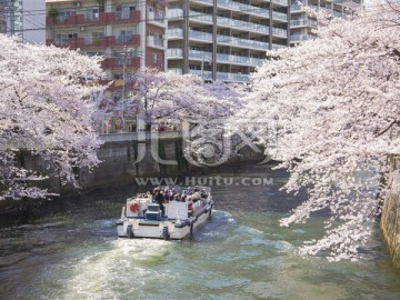 东京 樱花