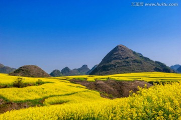 油菜花 罗平油菜花