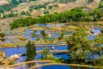 箐口 元阳梯田