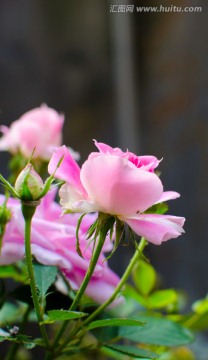 月季花