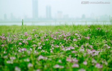 红花草 草地