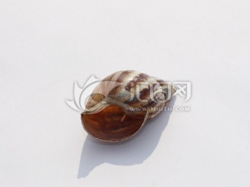 空壳蜗牛