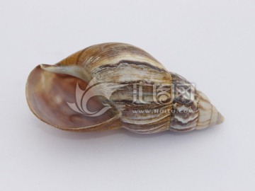 蜗牛贝壳