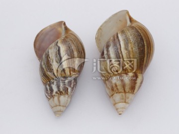 两只蜗牛壳