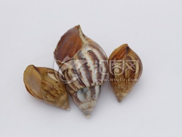 蜗牛的贝壳