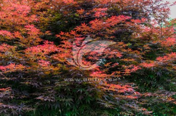 长沙橘子洲景区红叶