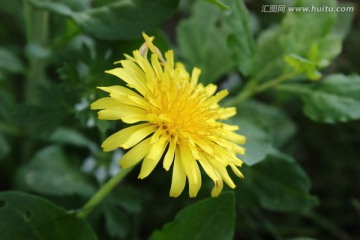 野菊花