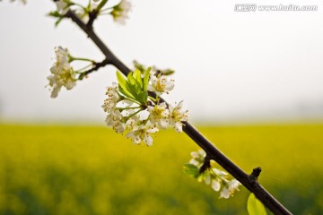 油菜花田野里开放的花朵