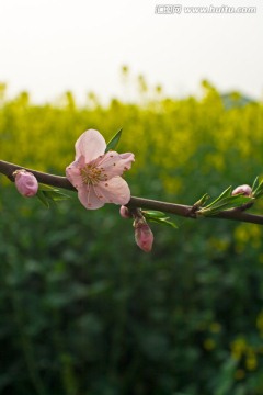 盛开的桃花与油菜花