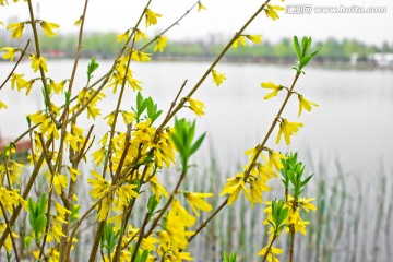 黄色的连翘花