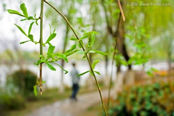 湖边发芽的柳枝