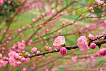 红梅枝条