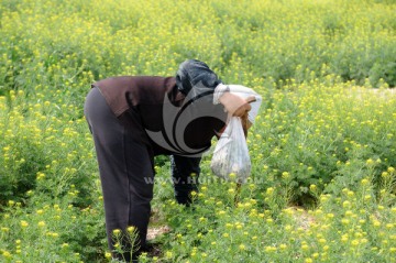 挖荠菜