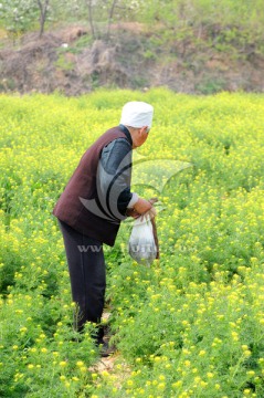 挖野菜