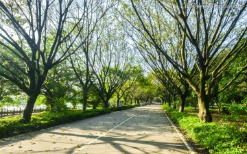 大夫山林荫大道