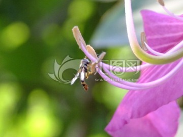 蜜蜂