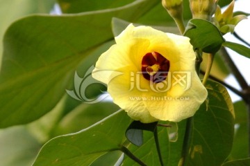 大树花