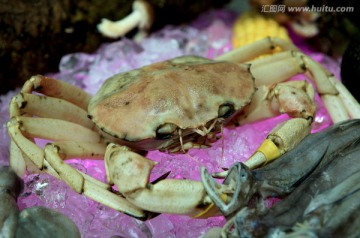 海鲜 海蟹