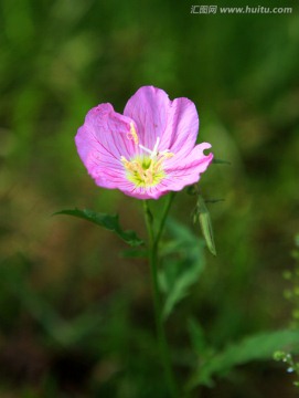 花草