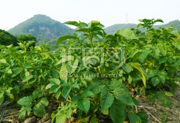 高山蔬菜土豆秧