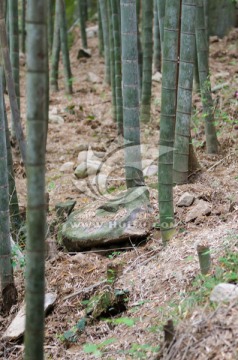 竹林竹根