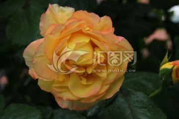 月季花 