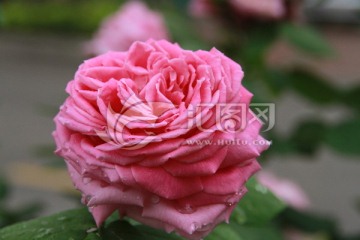 月季 蔷薇