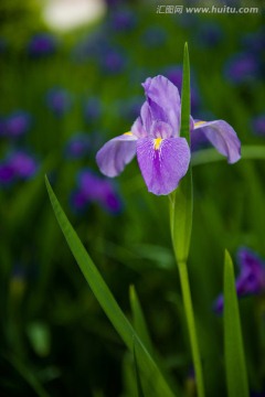 鸢尾花