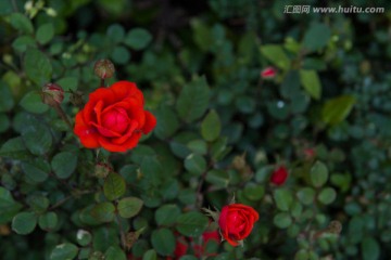 红色 月季花