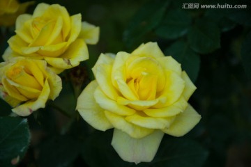 黄色 月季花