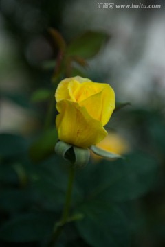 黄色 月季花