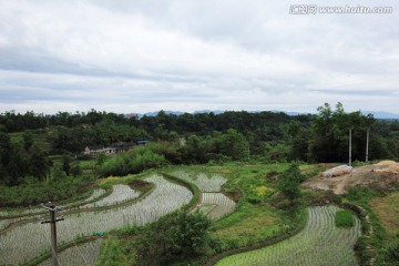 秧苗