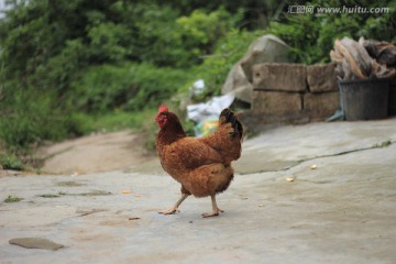 跑山鸡