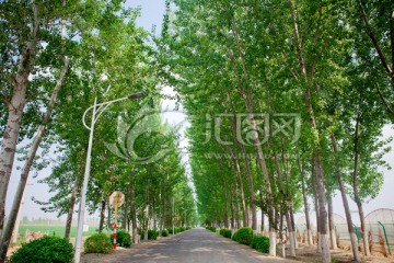 乡间林荫小路