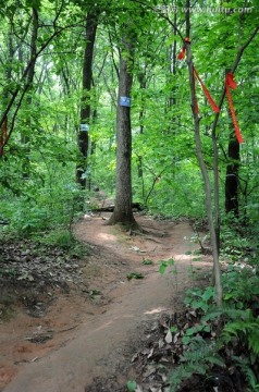 林间山路 林间小道