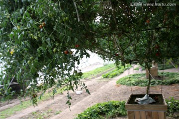 柿子树 蔬菜