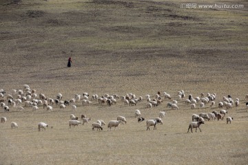草原牧场 西藏风光