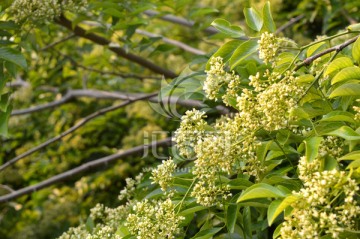 黄花梨