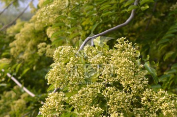 黄花梨