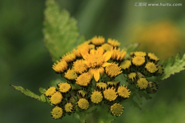 黄色花朵 高山花卉