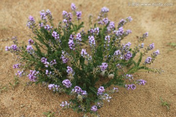花卉 沙漠植物