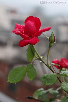 雨滴中的玫瑰花