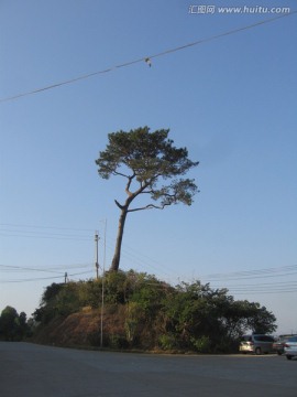 松树