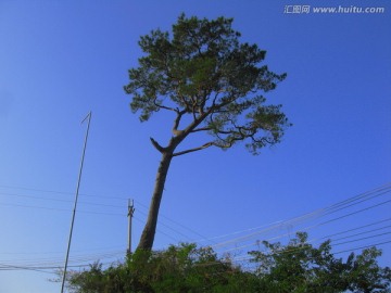 松树