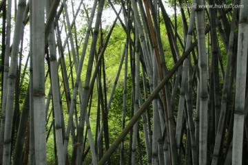 竹子
