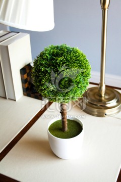 书桌上的盆栽 绿植