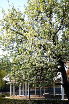公园里的海棠花树
